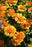 Gaillardia Spintop Mango 15cm