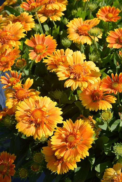 Gaillardia Spintop Mango 15cm