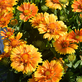 Gaillardia Spintop 11cm
