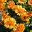 Gaillardia Spintop 11cm
