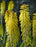 kniphofia glowstick ex 15cm