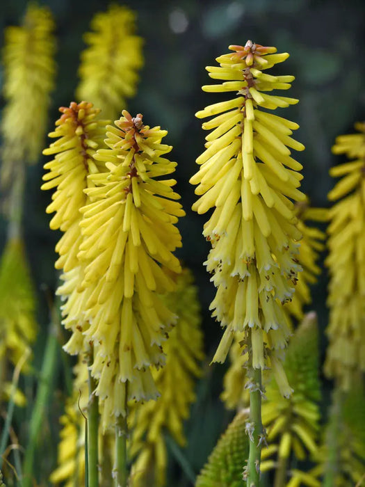 kniphofia glowstick ex 15cm
