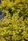 Golden Dwarf Barberry #1