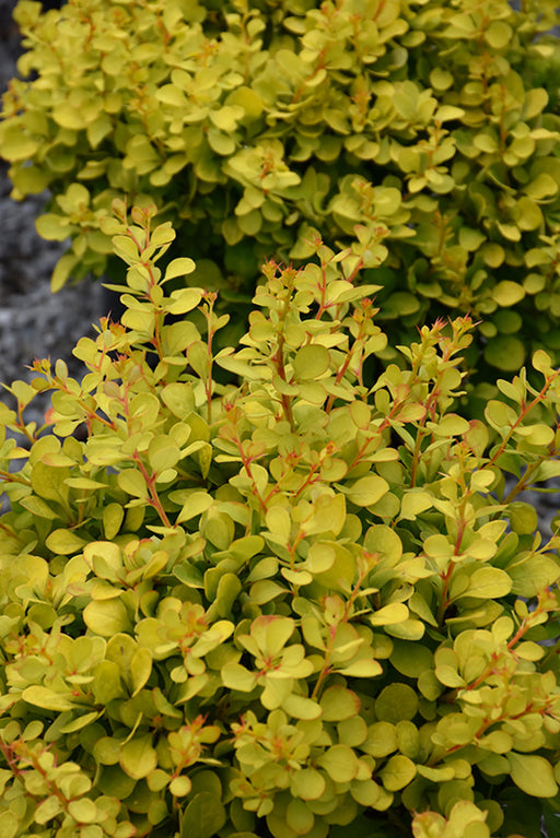 Golden Dwarf Barberry #1