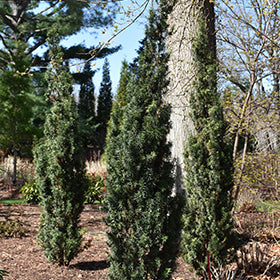 Taxus m. Stonehenge Skinny yew #2