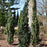Taxus m. Stonehenge Skinny yew #2