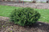 Stonehenge Dark Druid yew #2