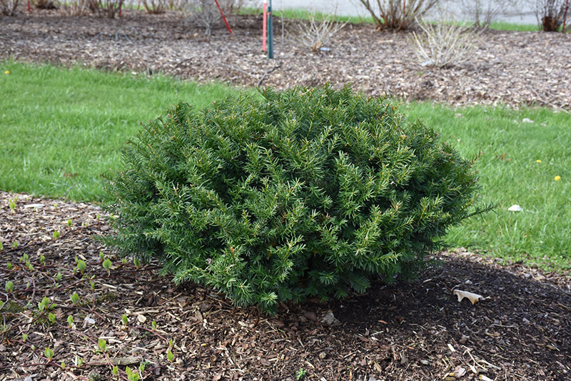 Stonehenge Dark Druid yew #2