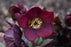 Helleborus Honeymoon Rome in red #1
