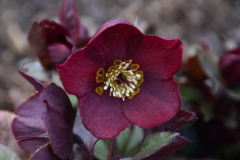 Helleborus Honeymoon Rome in red #1