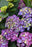 Hydrangea Macrophylla Newport PP #2