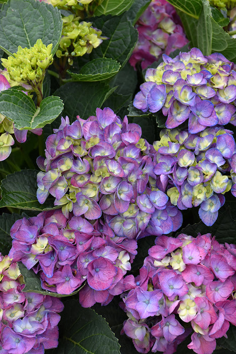 Hydrangea Macrophylla Newport PP #2