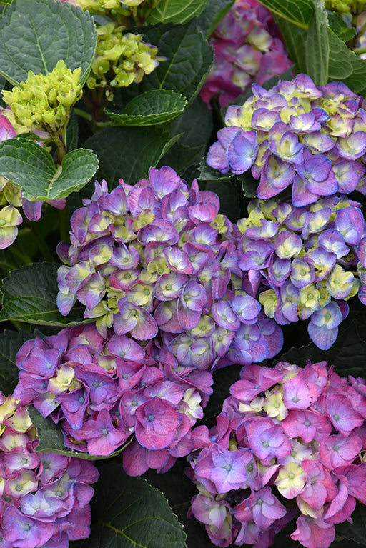 Hydrangea Macrophylla Newport PP #2
