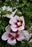 Hibiscus Syriacus Chateau Chantilly PP #2