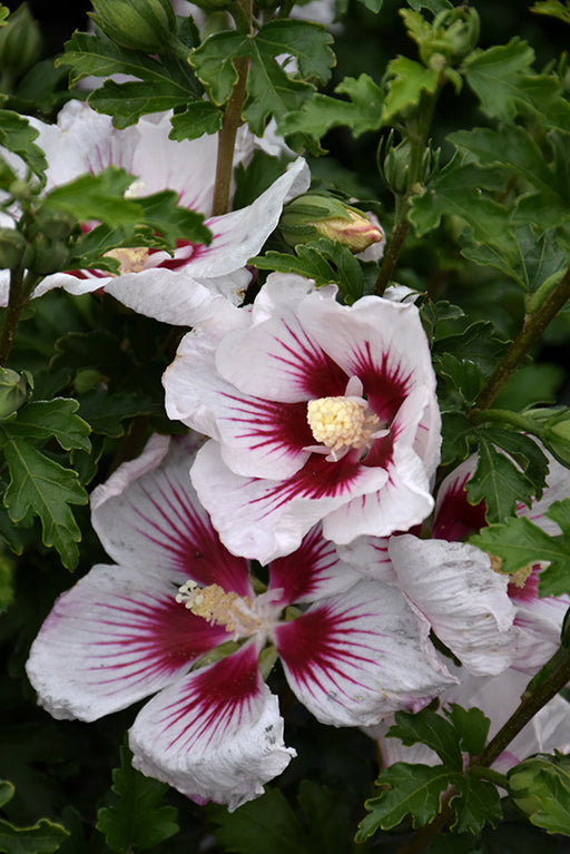 Hibiscus Syriacus Chateau Chantilly PP #2