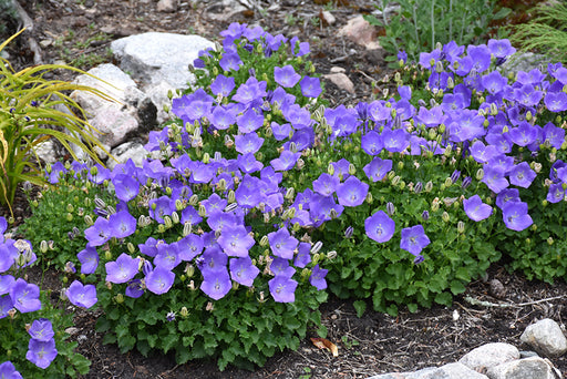 Campanula carpatica Rapido Blue 15cm