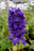Delphinium Dark Blue Black Bee 9cm ex