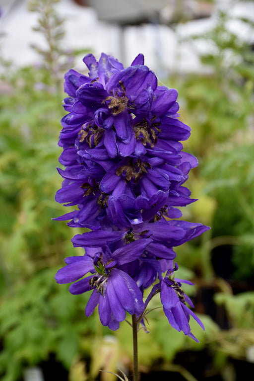 Delphinium Dark Blue Black Bee 9cm ex