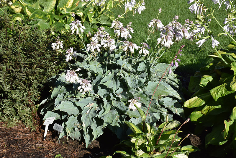 Hosta Dancing with Dragons 1gal