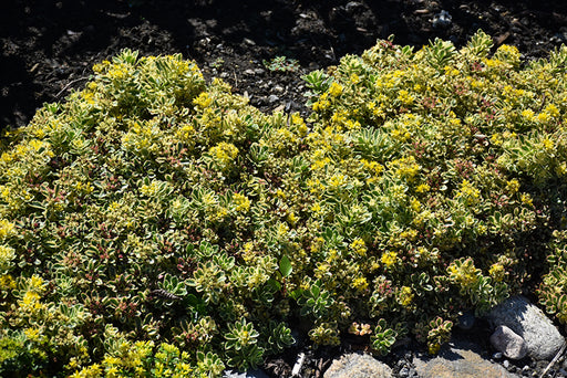 Sedum Rock n' Low Boogie Woogie 1g