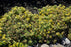 Sedum Rock n' Low Boogie Woogie 1g
