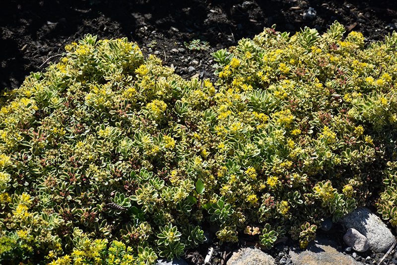 Sedum Rock n' Low Boogie Woogie 1g