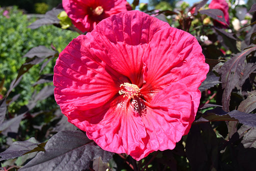 Hibiscus Evening Rose #2