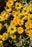 Heliopsis Bit of Honey #1
