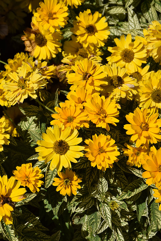 Heliopsis Bit of Honey #1