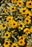 Heliopsis Touch of Blush