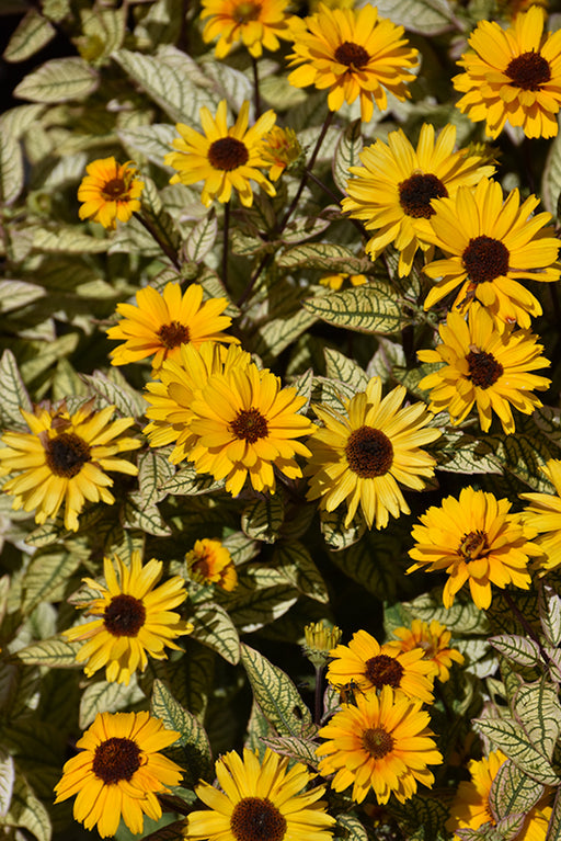 Heliopsis Touch of Blush