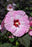 Hibiscus Spinderella #2
