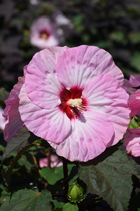 Hibiscus Spinderella #2