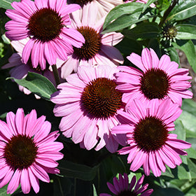 Echinacea the fuchsia is Bright