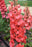 Delphinium Red Lark 16cm