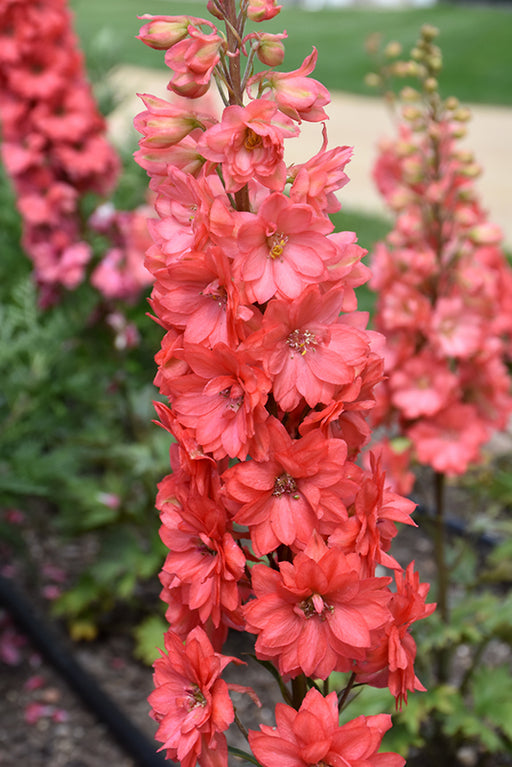 Delphinium Red Lark 16cm