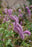 Sanguisorba hak. Lilac Squirrel