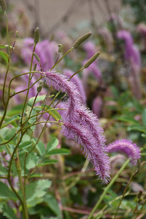 Sanguisorba hak. Lilac Squirrel