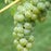 Grape Brianna #2