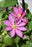 Clematis Abilene 1 gal per
