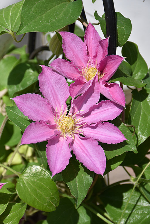 Clematis Abilene 1 gal per