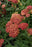 Achillea Desert Eve Red Yarrow 11cm