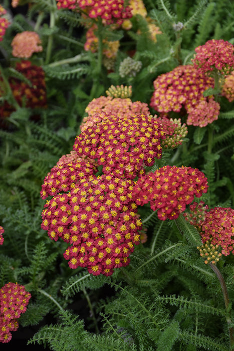 Achillea Desert Eve Red Yarrow 11cm