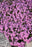 Phlox Eye Candy 11cm