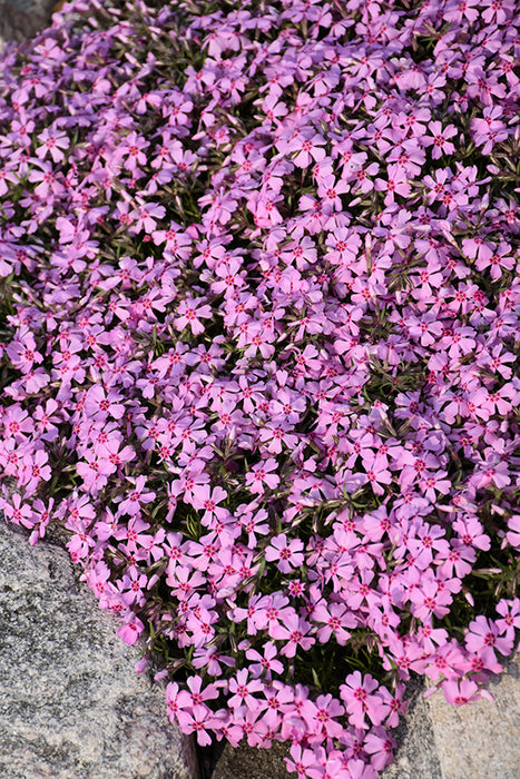 Phlox Eye Candy 11cm