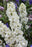Delphinium Neva 16cm