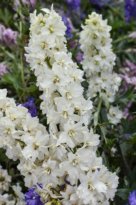 Delphinium Neva 16cm
