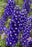 Delphinium Delgenius Blue Fabulosa 16cm