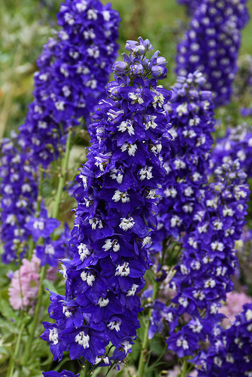 Delphinium Delgenius Blue Fabulosa 16cm