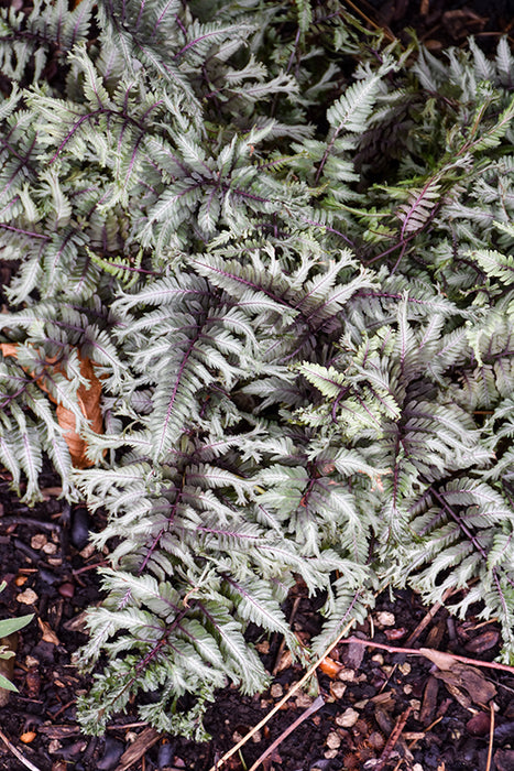 Fern Athyrium PW Crested Surf 2G